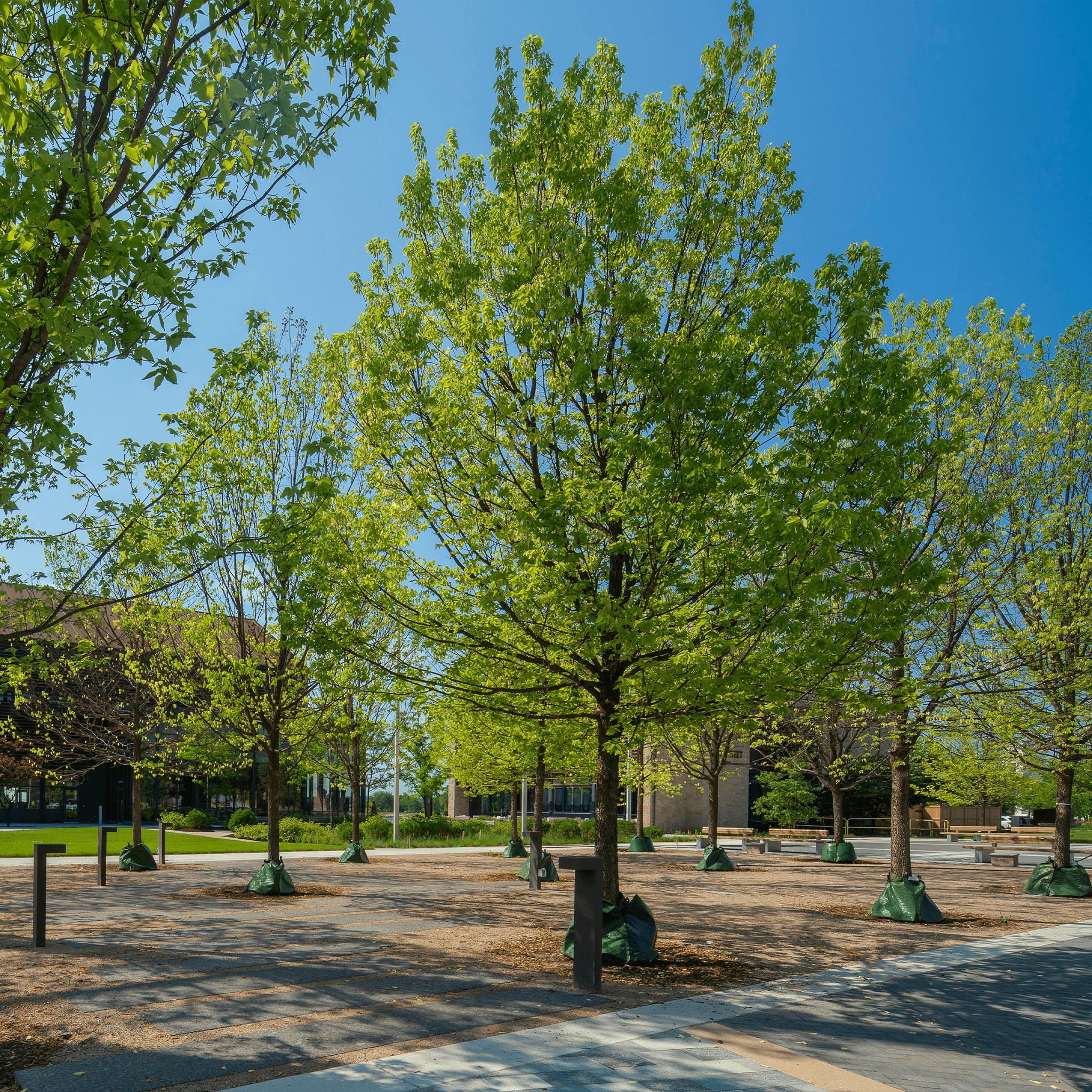 Rye Street Park